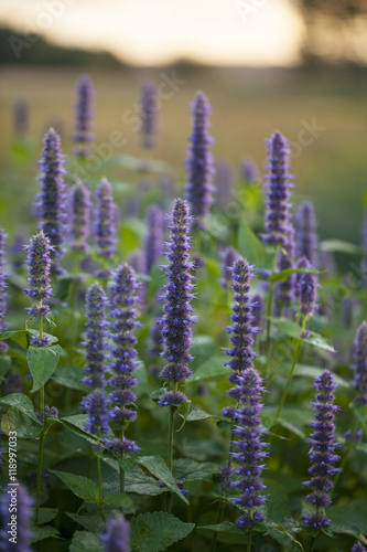 Image of giant Anise hyssop (Agastache foeniculum) in a summer garden