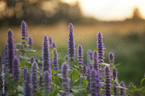 Image of giant Anise hyssop (Agastache foeniculum) in a summer garden