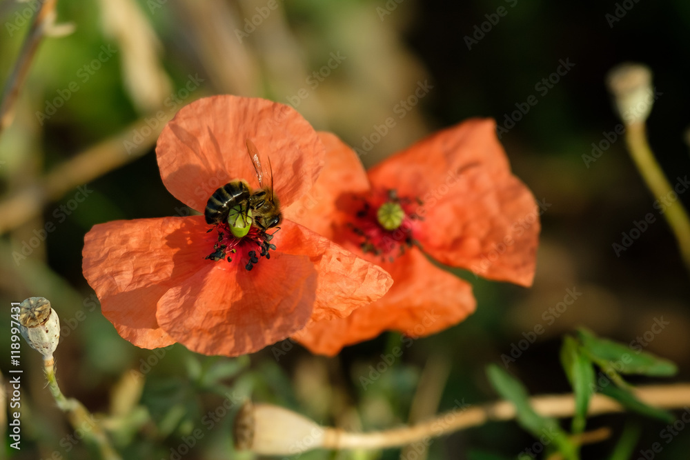 Bee pollinating a poppy in a meadow - obrazy, fototapety, plakaty 