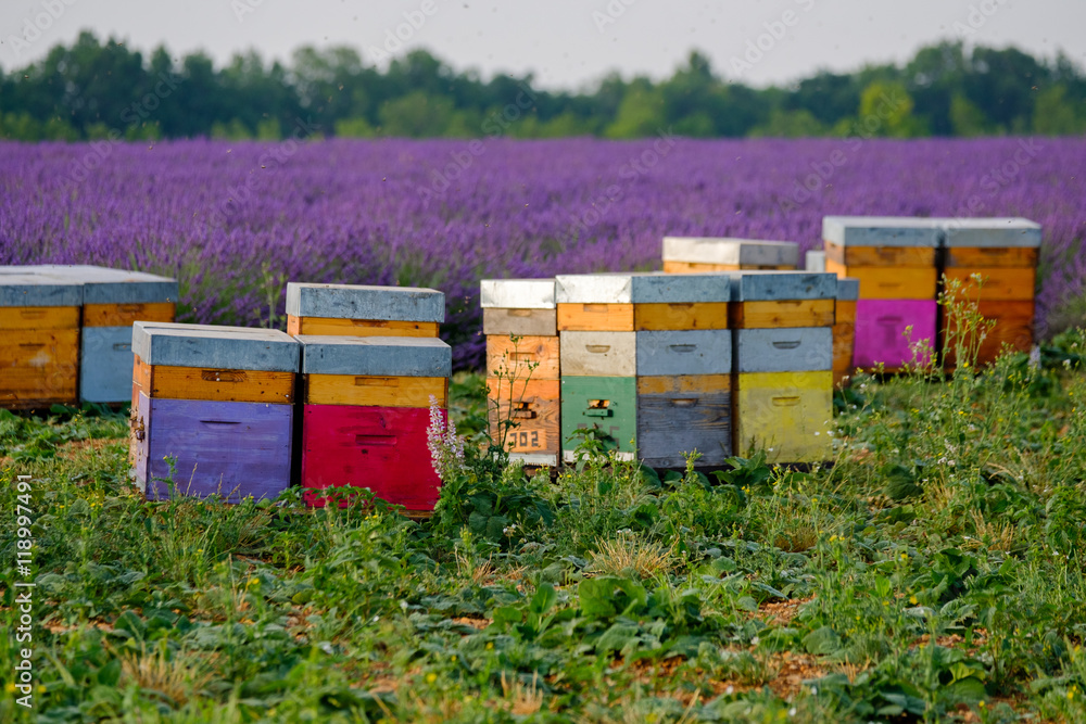 Bee hives in Provence, France - obrazy, fototapety, plakaty 