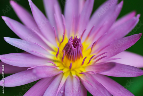 purple lotus close up