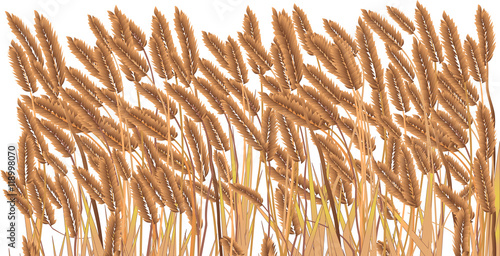 Isolated Crop Field