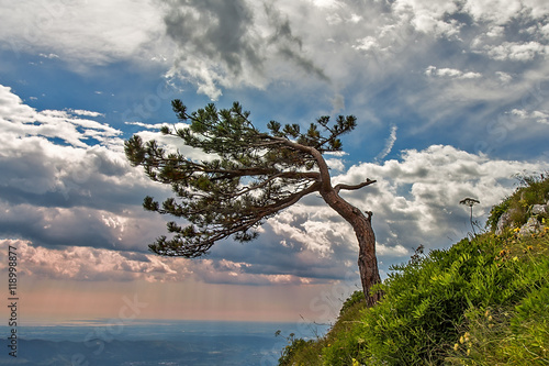 Lonley tree on downgrade photo