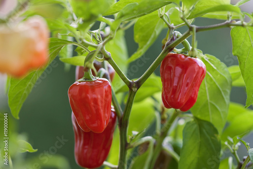 Tablou Canvas Red chili pepper