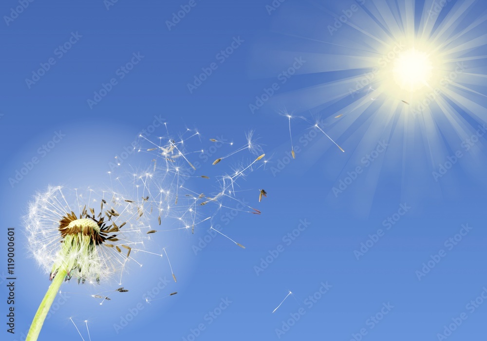 Obraz premium Dandelion.