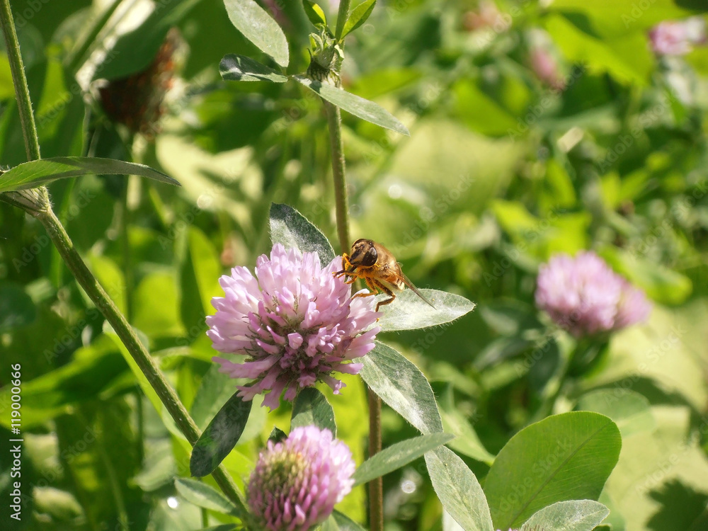 The red clover flower close up with bee on the field The red clover flower close up with bee on the field