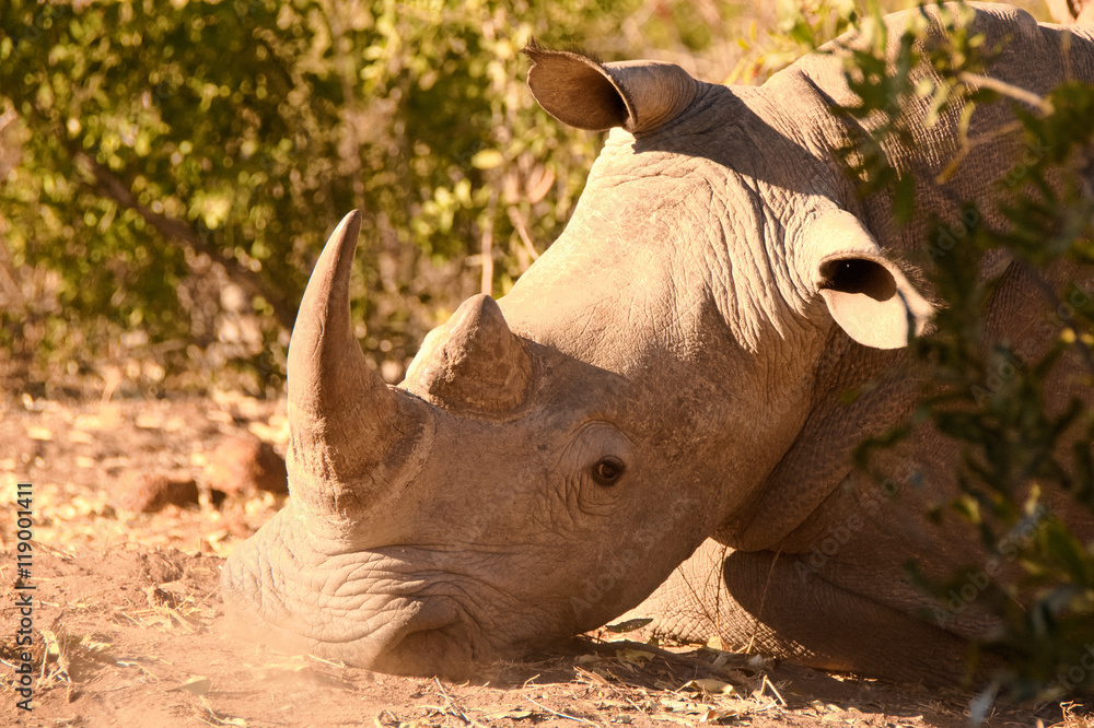 Fototapeta premium Lone African white rhinoceros making dust with his heavy warning snorts at the presence of intruders