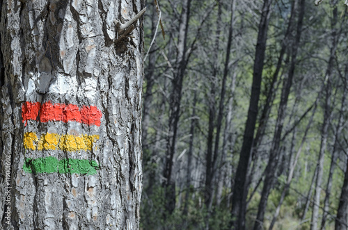 Hiking through the forest. Mark on the trunk of a pine tree to indicate four mountain trails.