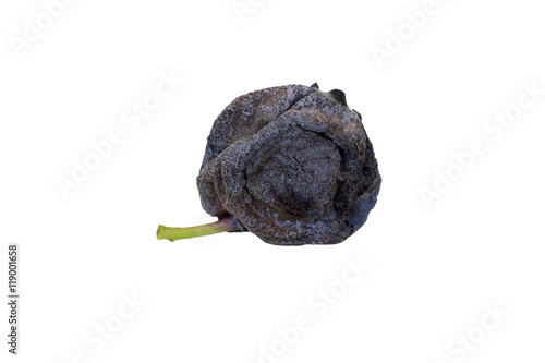 Isolated Close-up of decaying, partly dried blueberry (side view) photo