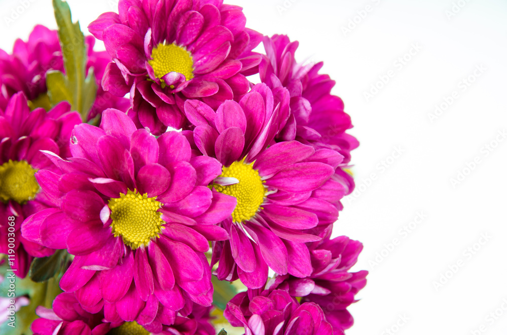 purple chrysanthemum flower