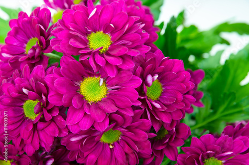 pink chrysanthemum flower