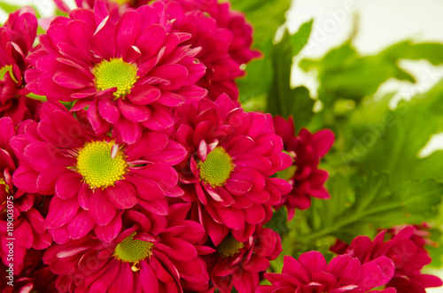 pink chrysanthemum flower