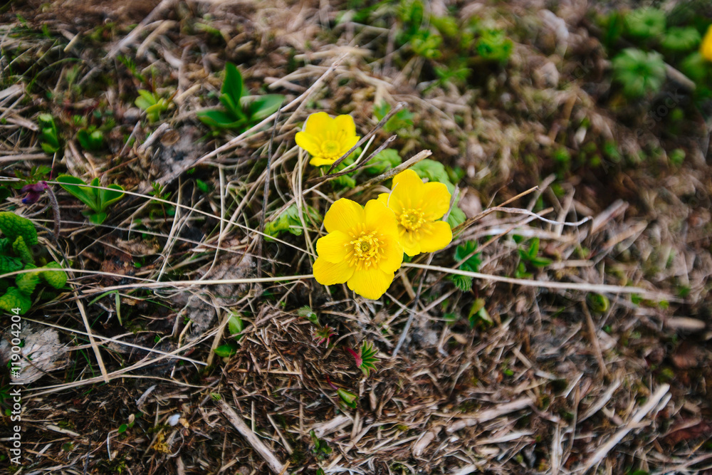 Yellow flowers on the mountain
