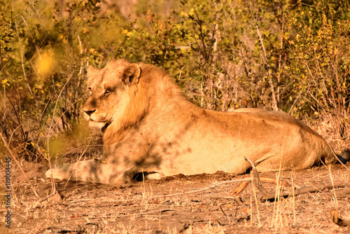 Young African male lion lying down and observing activity in his surroundings