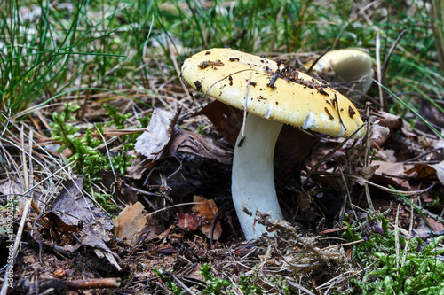 Poisonous mushroom toadstool growing in moss in the forest. photo