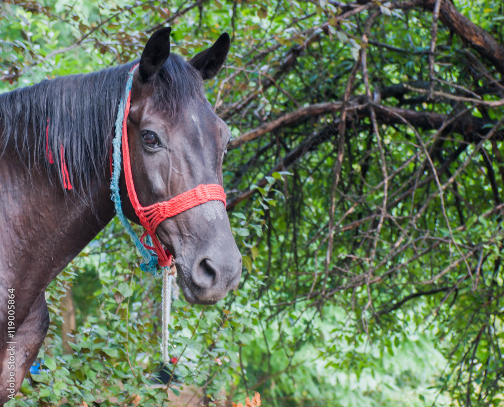 portrait of horse on the street portrait of horse on the street