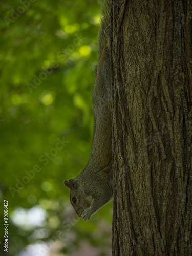 Squirrel on a tree © robitaillee