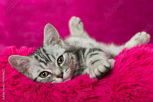 Fototapeta Naklejka Na Ścianę i Meble -  Rosa Kätzchen