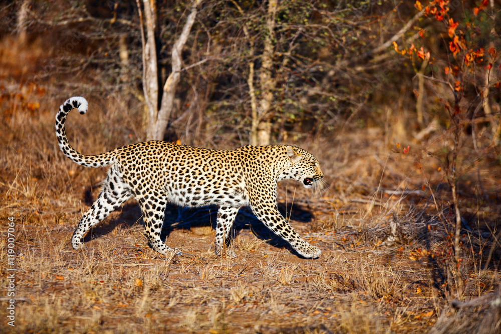 Obraz premium Young leopard
