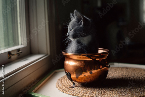 Kitten sat in a copper pot indoors  photo