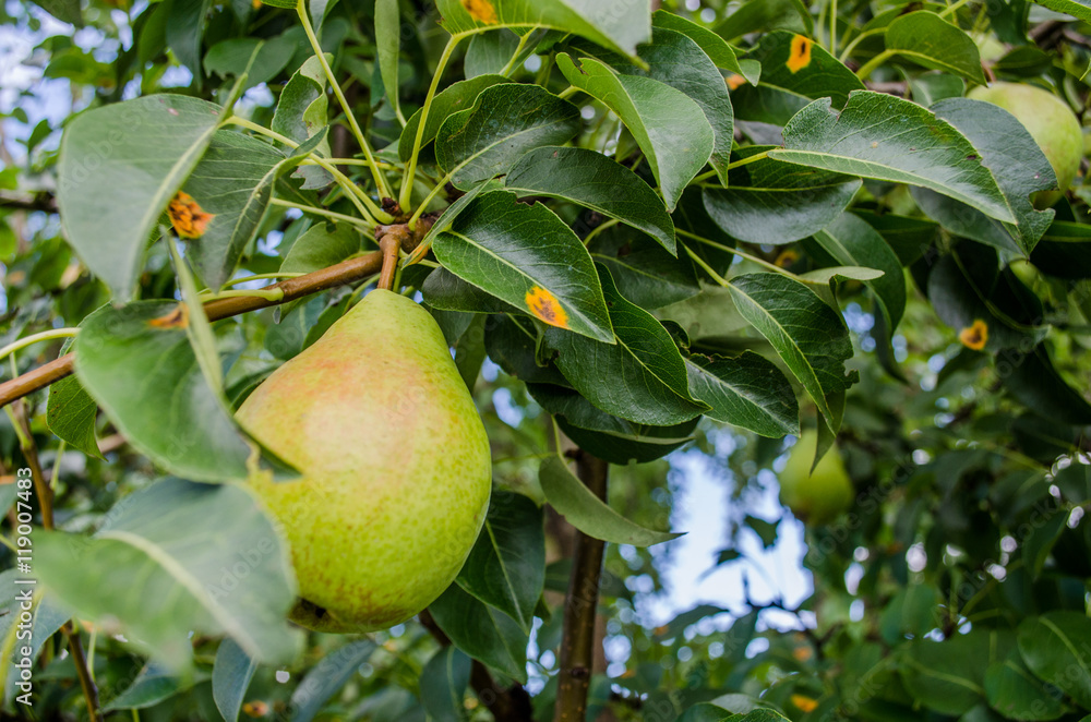 Healthy Organic Pears. Juicy flavorful pears of nature background. Pear on a branch. A pear on a tree (growing). Ripen Bosc Pears on the Tree. organic pears on tree branch Healthy Organic Pears. Juicy flavorful pears of nature background. Pear on a branch. A pear on a tree (growing). Ripen Bosc Pears on the Tree. organic pears on tree branch