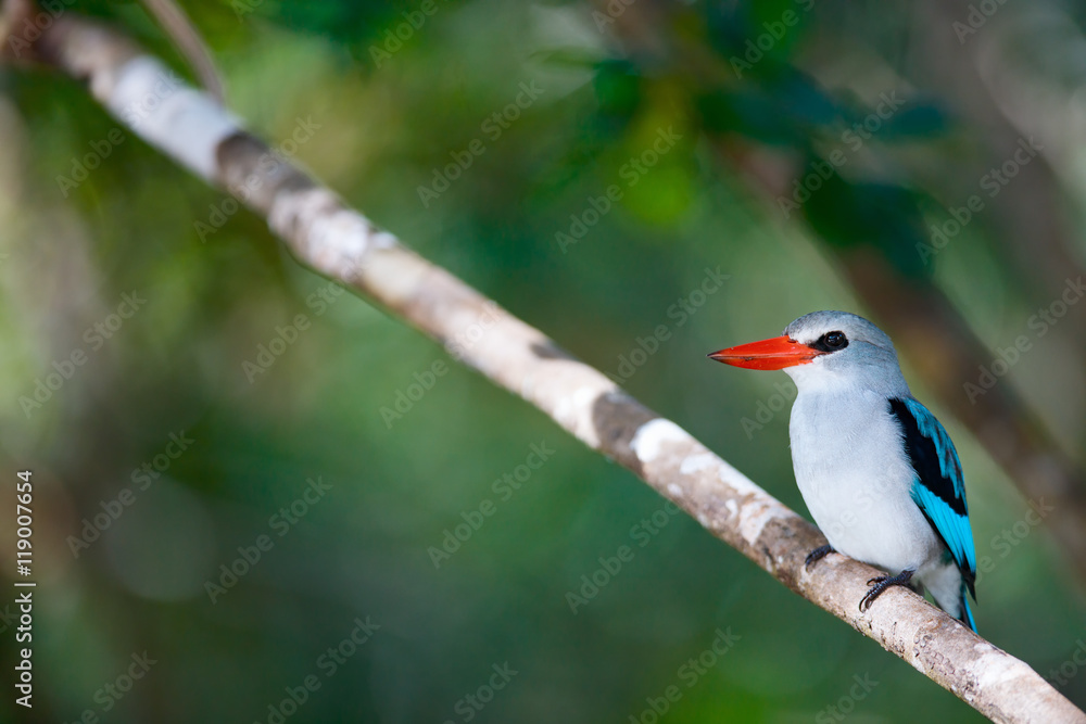 Fototapeta premium Kingfisher in Mozambique