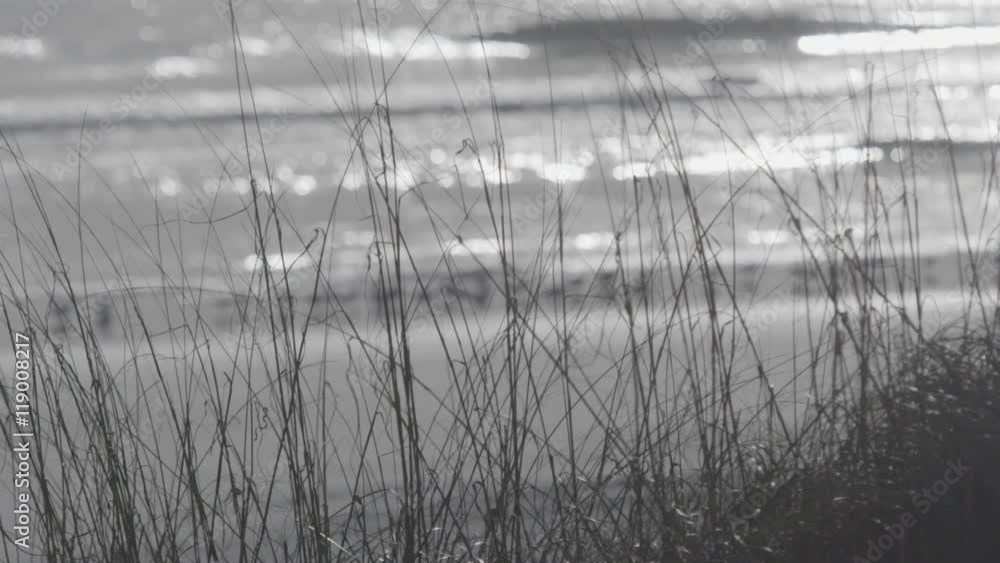 Close up slow motion shot of grass growing at the sea shore at sunset. Close up slow motion shot of grass growing at the sea shore at sunset.
