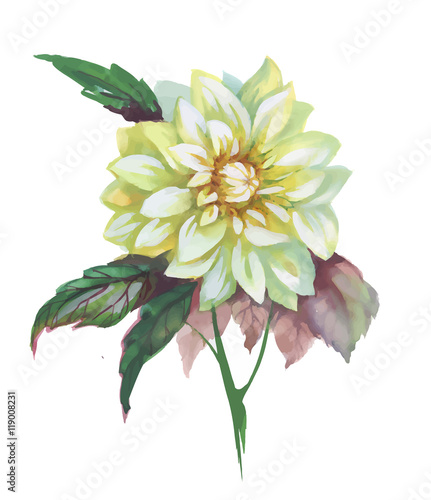 Beautiful watercolor flower with leaves on white background.