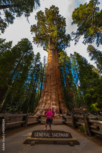  Hiker, admiring Giant Sequoia trees General Sherman