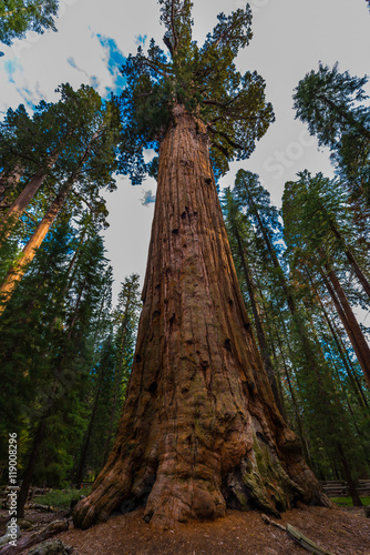 Largest Tree on Earth General Sherman © Krzysztof Wiktor