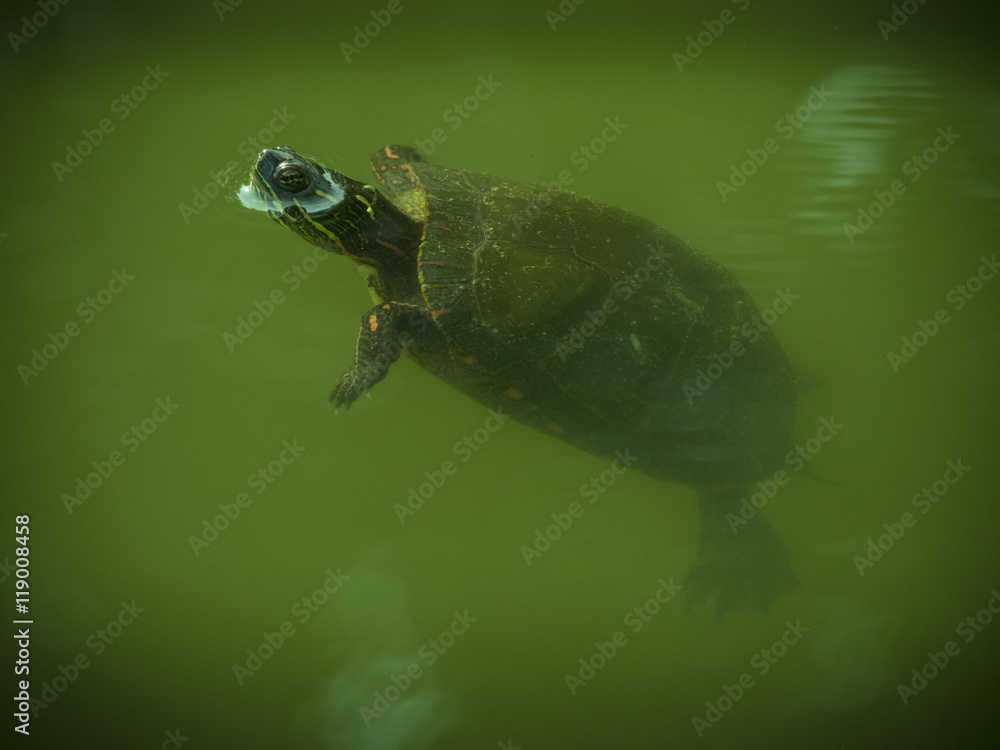Obraz premium Turtle with head out of water
