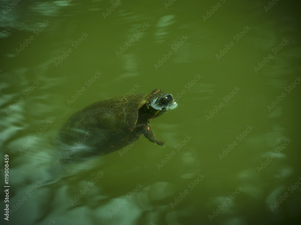 Obraz premium Turtle with head out of water