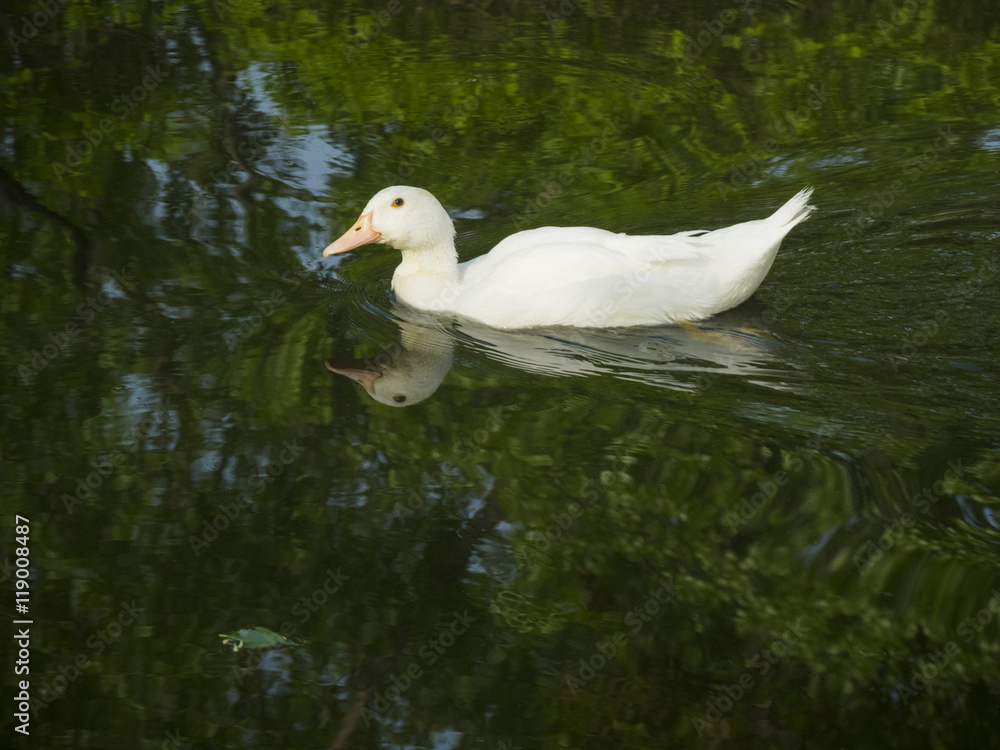 White duck in water