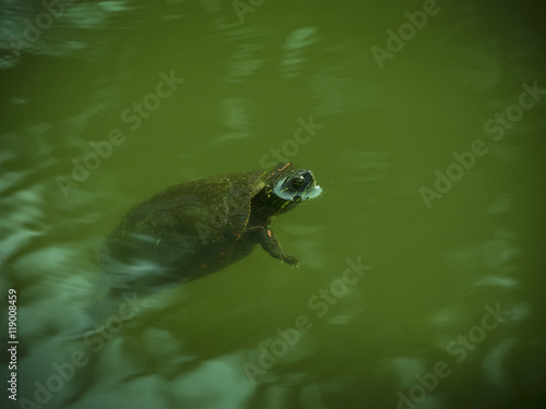 Turtle with head out of water