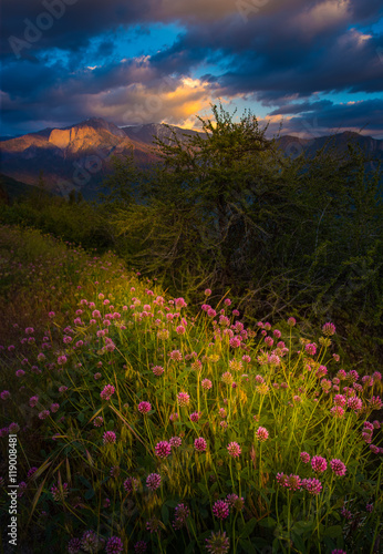 Castle Rock Clover Flowers Sequoia National Park Sunset Vertical