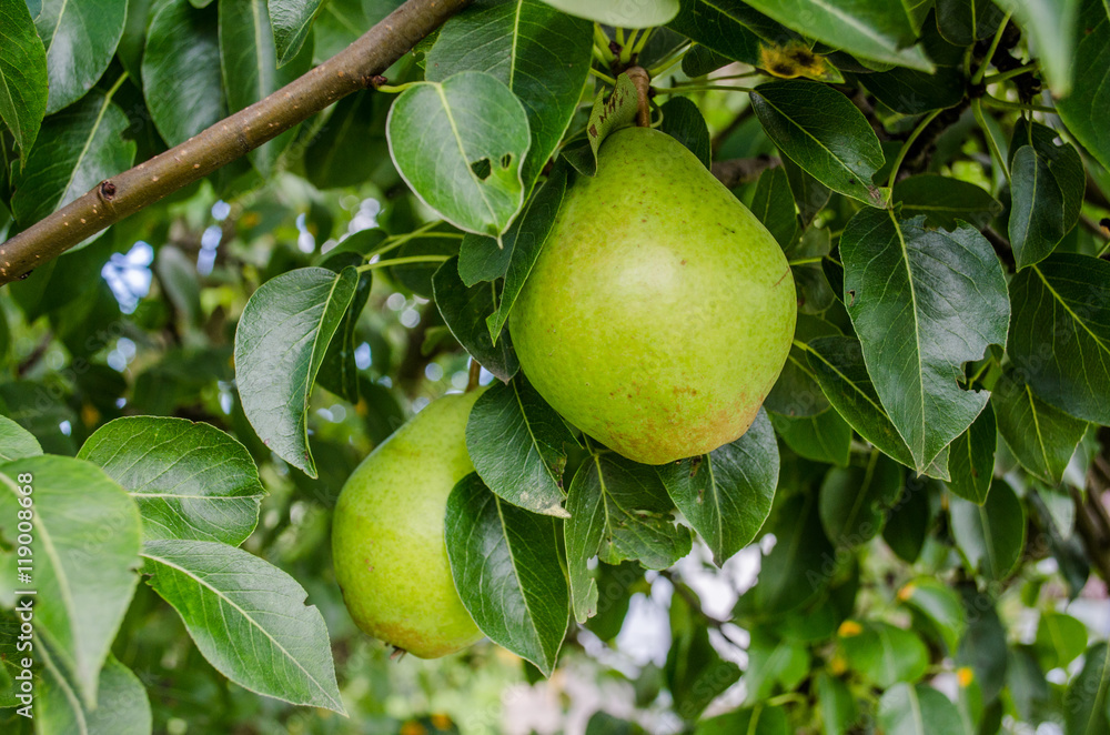 Healthy Organic Pears. Juicy flavorful pears of nature background. Pear on a branch. A pear on a tree (growing). Ripen Bosc Pears on the Tree. organic pears on tree branch