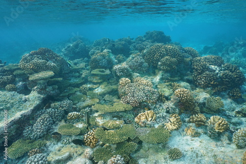 Shallow corals (Acropora and Pocillopora) underwater on the reef flat, natural scene, Pacific ocean, Tuamotu archipelago, French Polynesia