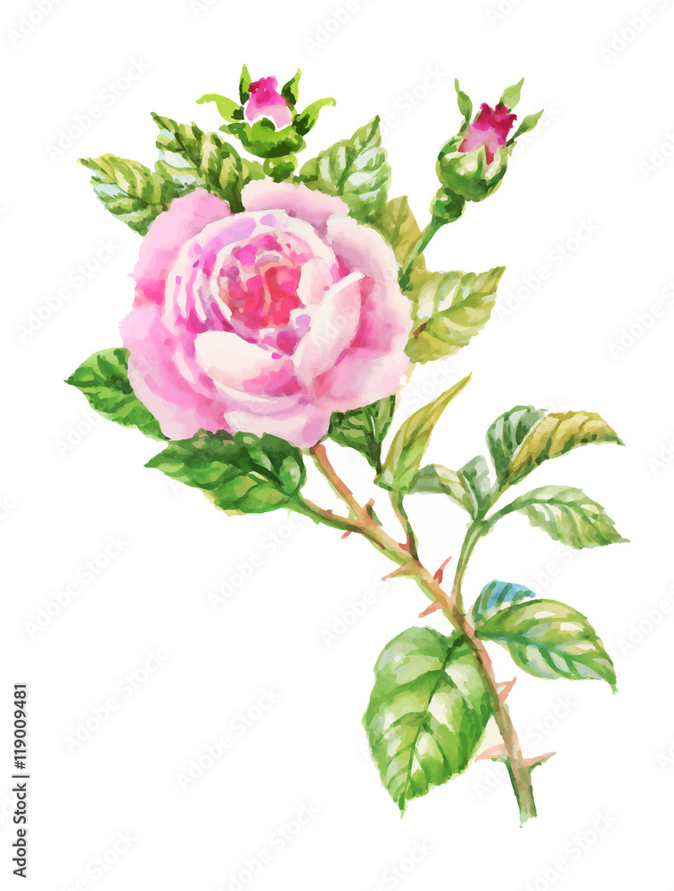 Watercolor garden blooming red roses illustration isolated on white background.