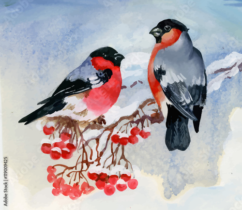 Bullfinch birds on snowy tree branch. Watercolor illustration