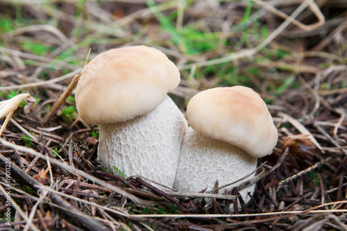 Porcino mushroom in forest