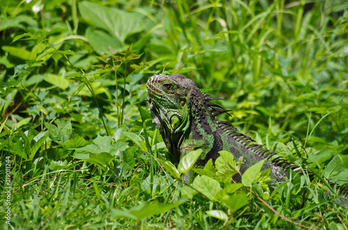 Green Iguana in grassland