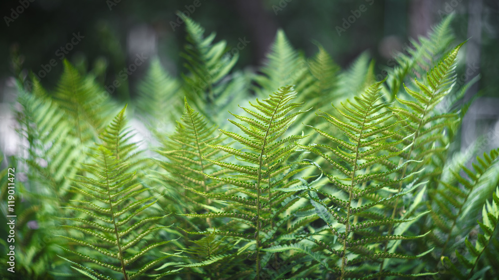 Beautiful green leaves of a fern bush