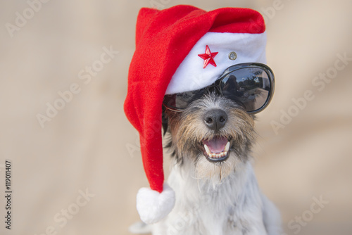 santa claus dog - jack russell terrier © Karoline Thalhofer