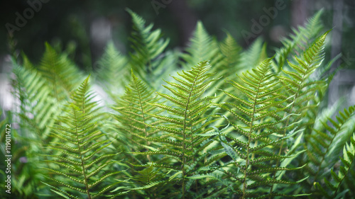 Beautiful green leaves of a fern bush