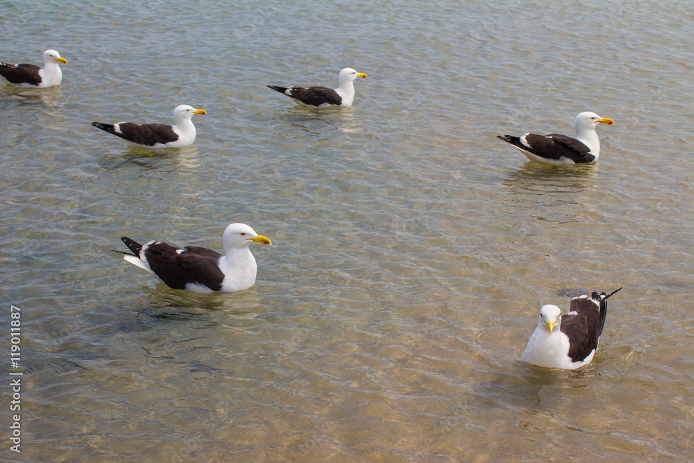 Fototapeta premium Seagull on the beach. Gaivota