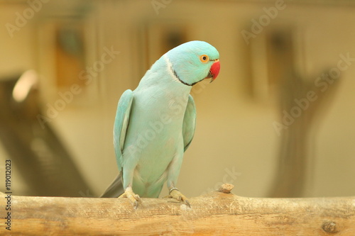 blue ringneck parrot with red beak on branch
