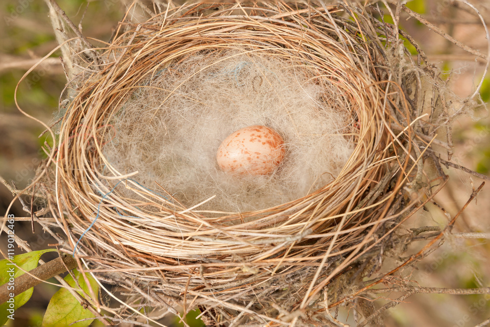 A nest in a tree with a single speckled egg A nest in a tree with a single speckled egg