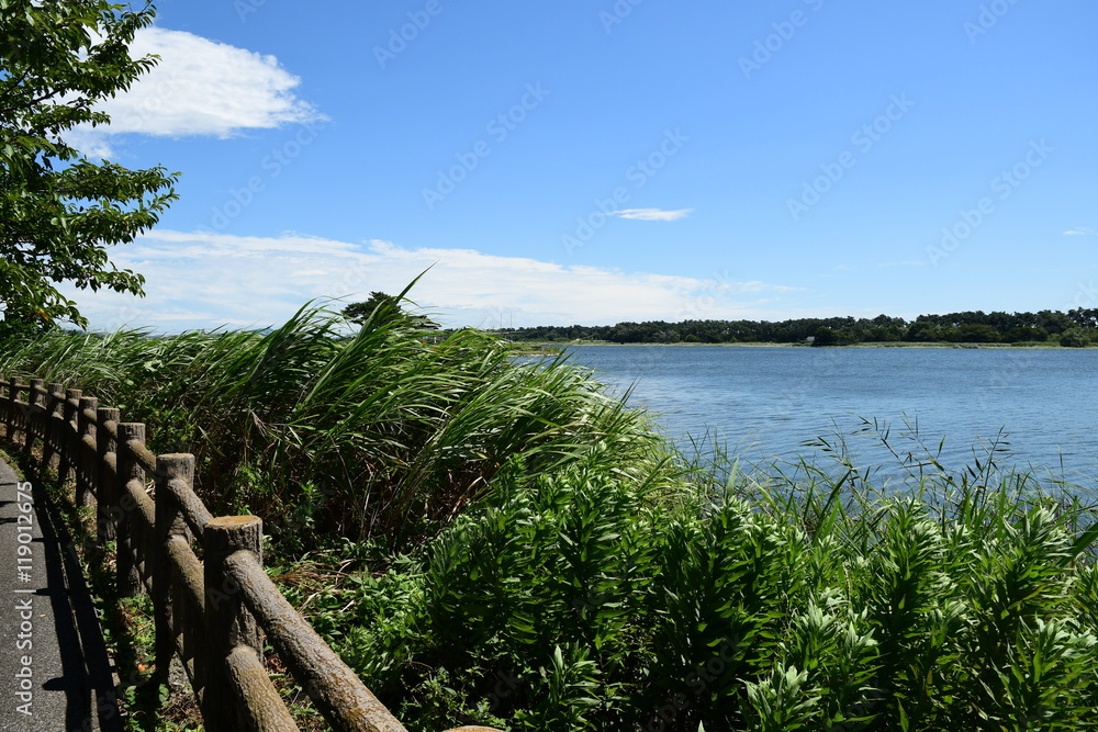 A lake in a swamp with blue sky and fine clouds