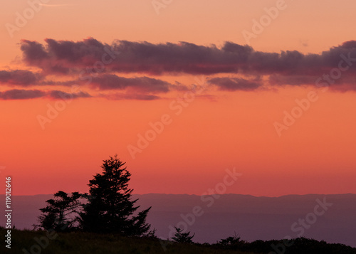 Gnarly Pine Trees with Pink Sunset