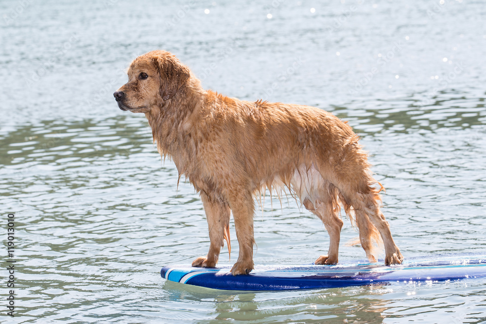 surfing dog surfing dog
